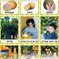 ערכת פירות הדר