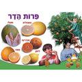 פלקט פירות הדר-בינוני
