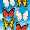 גזירות קרטון פרפרים