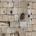שמשונית כותל